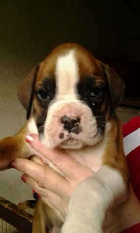 Welpen